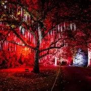 Glasgow Botanic Gardens Hillhead Christmas Things to do