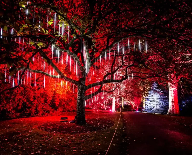 Glasgow Botanic Gardens Hillhead Christmas Things to do